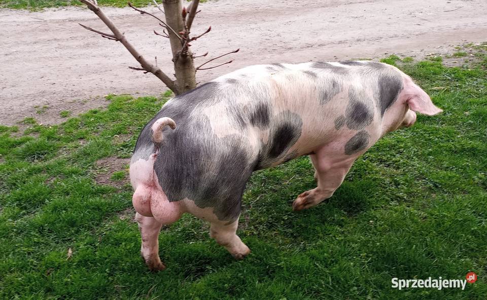 Knur knurek Pietrain wielkopolskie