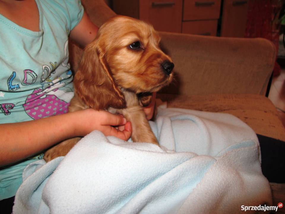 złote szczeniaki suczka sunia COCKER SPANIEL Malec