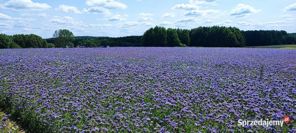 Facelia 2025 nasiona poplon miododajna podlaskie Usnarz Górny