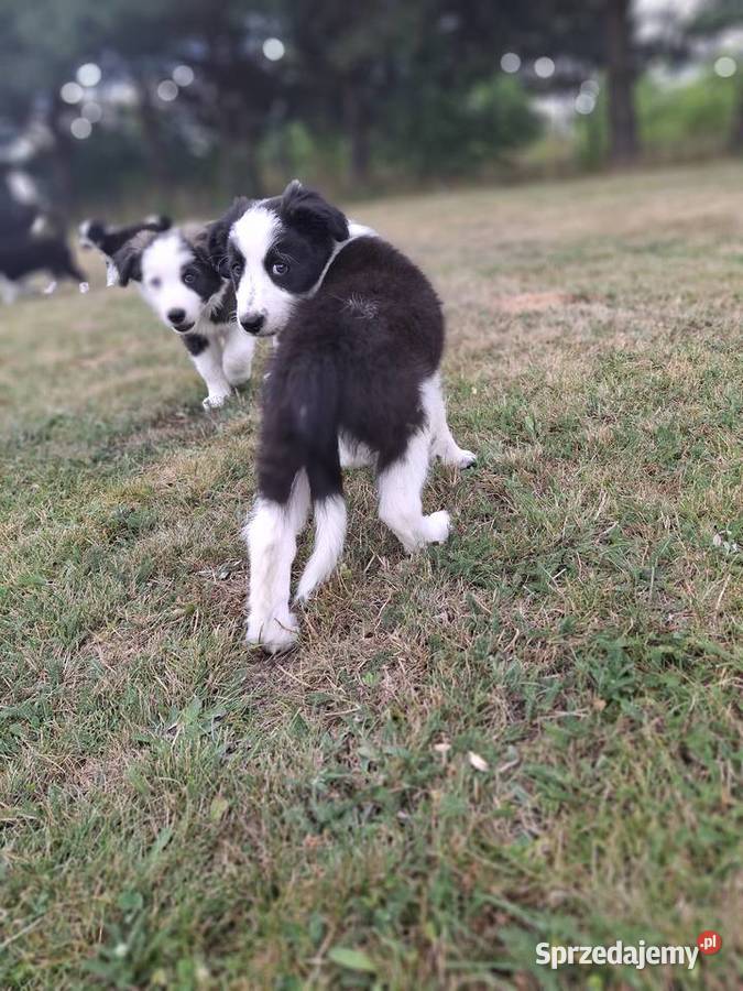 Szczeniaki border collie Mykanów