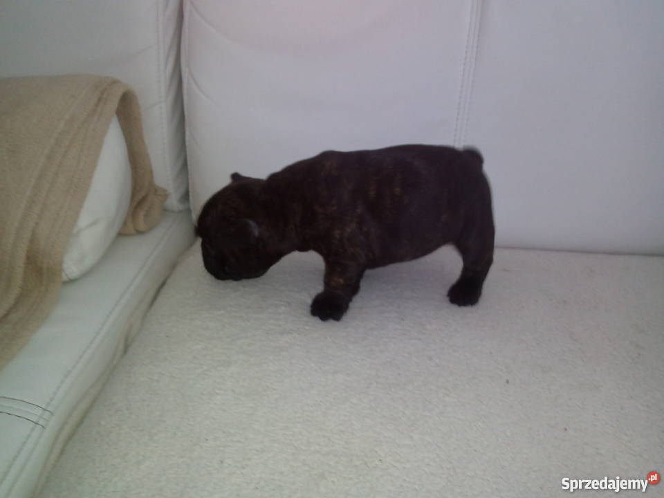 szczenieta Buldog Francuski Konin