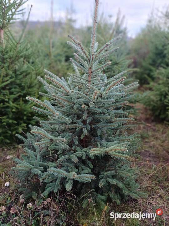 Sprzedam choinki świerk srebny i pospolity Świdnica sprzedam