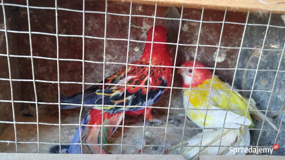 Papugi Rozelle gorskie baranandy Ptaki Bełchatów sprzedam