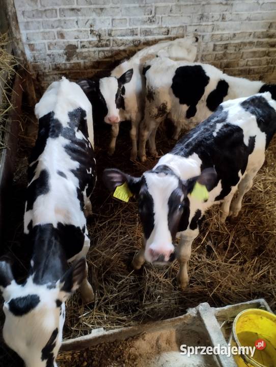 Sprzedam cielaki