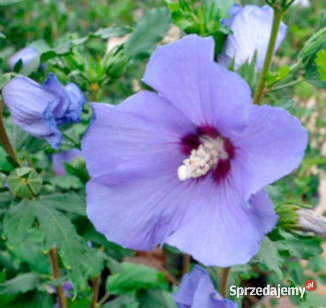 KETMIA SYRYJSKA Hibiscus syriacus NASIONA 600 Lubanie