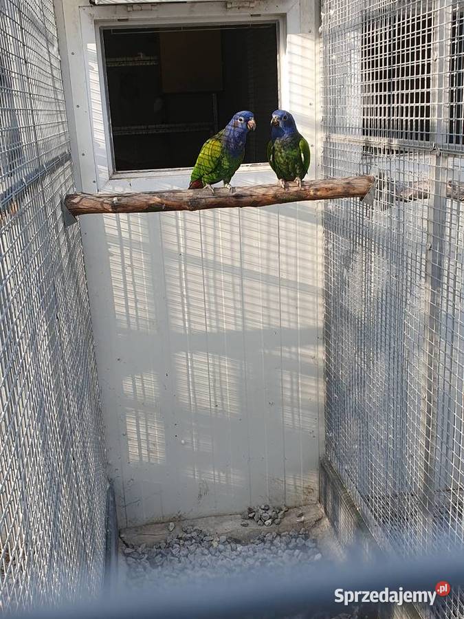 Piona Niebieskogłowa Piona łuskowa Wieliczka