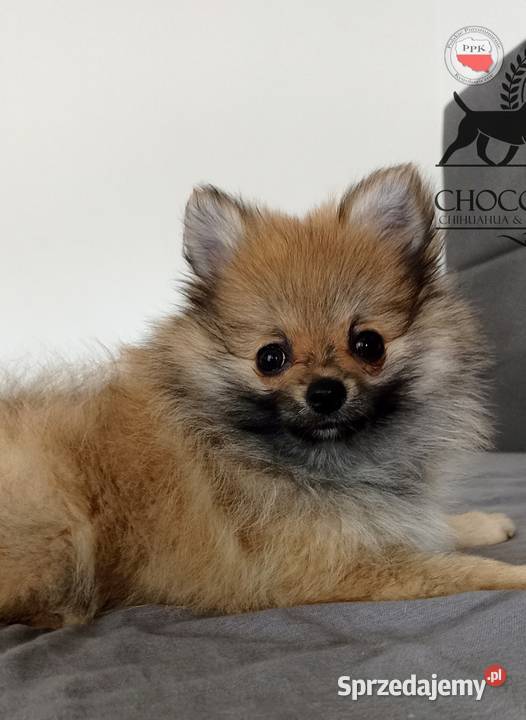 Sunia szpic miniaturowy pomeranian Sable Bełchatów