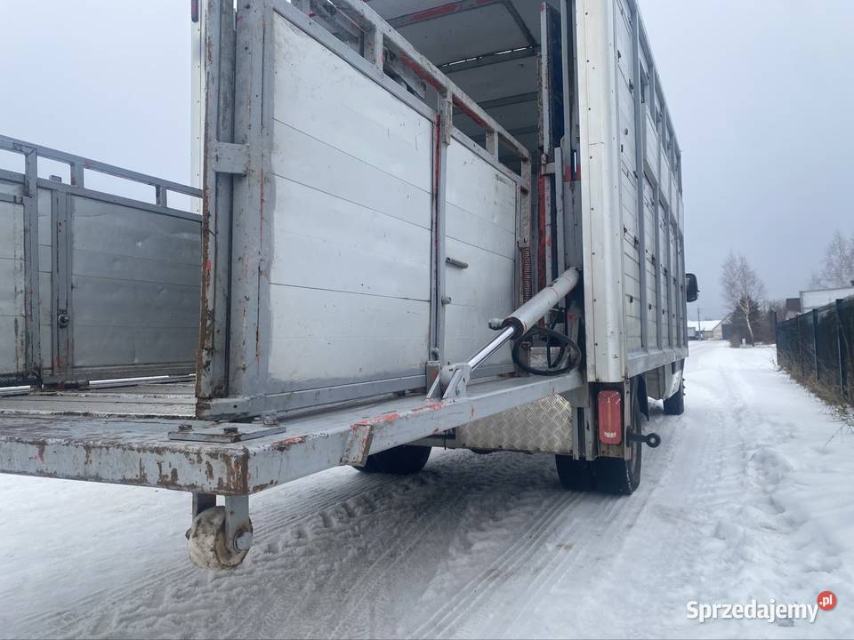 Mercedes sprinter do przewozu bydła z wagą Sawino