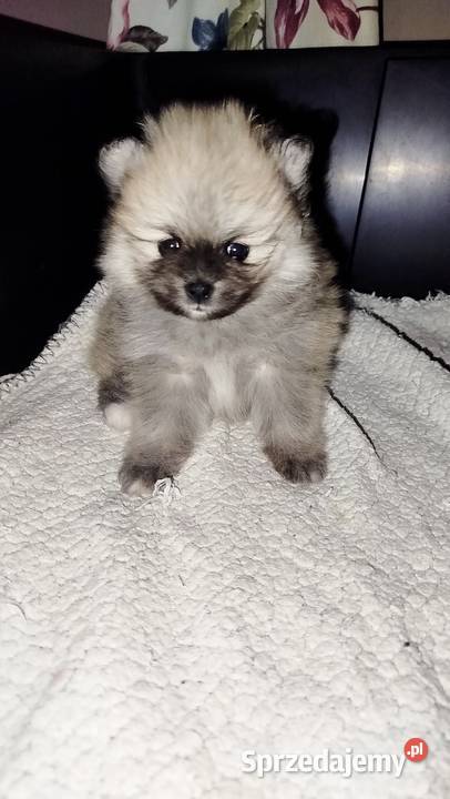 Szpic miniaturowy Bydgoszcz