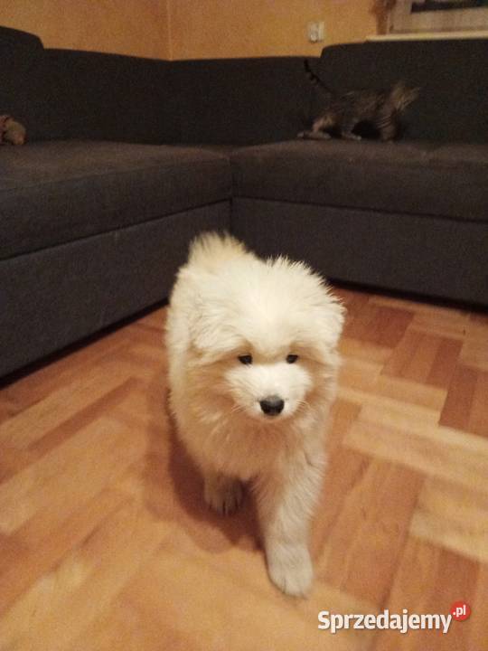 Sprzedam cudownego szczeniaka rasy Samojed 2 Konin sprzedam