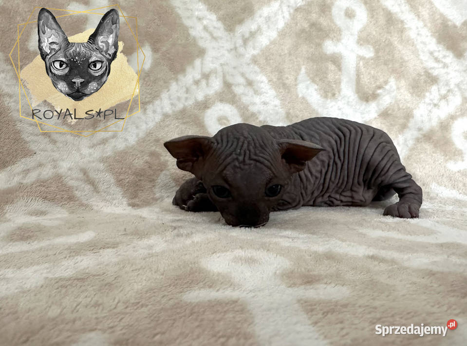 Coco sfinks kanadyjski czarna kotka śląskie Częstochowa