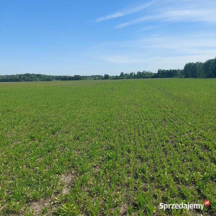 Pole rola grunt pomorskie Czersk