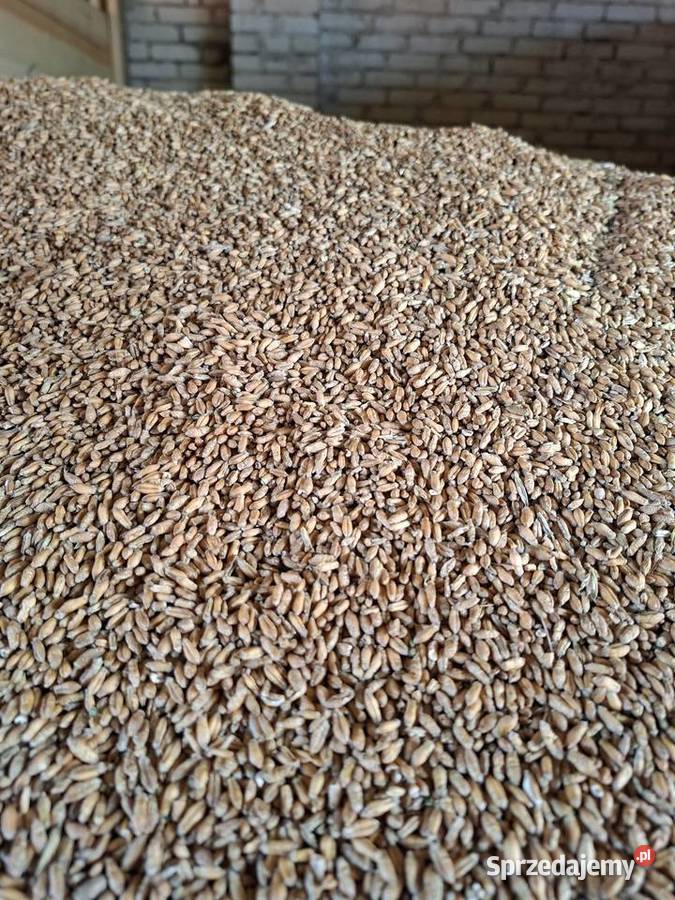 Pszenżyto ozime tributo i belcanto centrali Sokółka