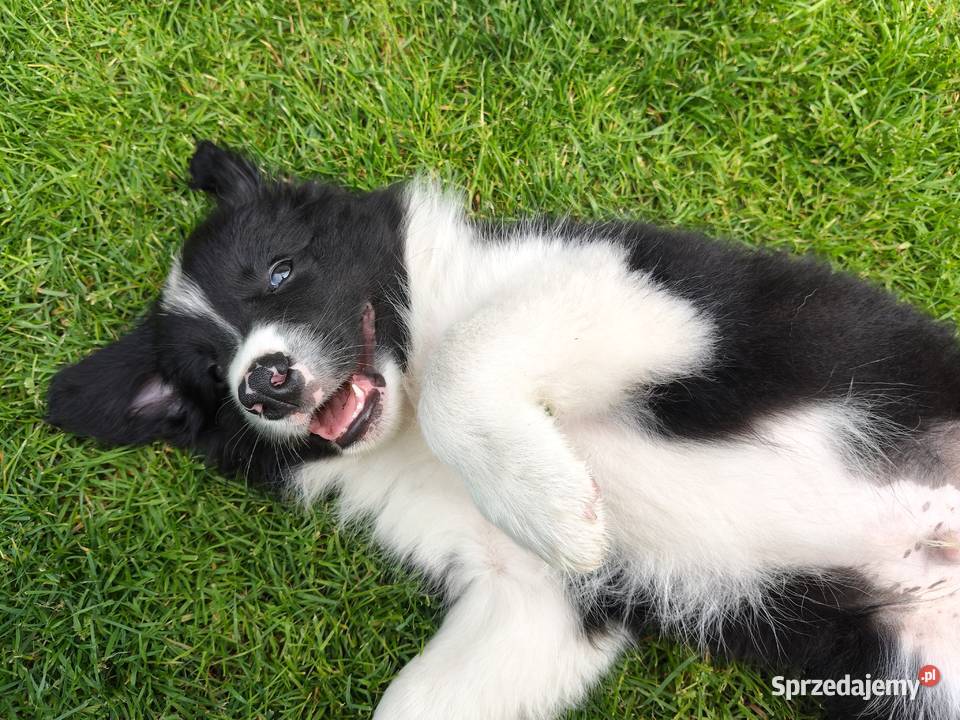 Szczeniak Border Collie ZKwP FCI Kolonowskie