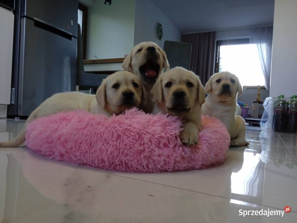 Labrador Labrador Milejowice