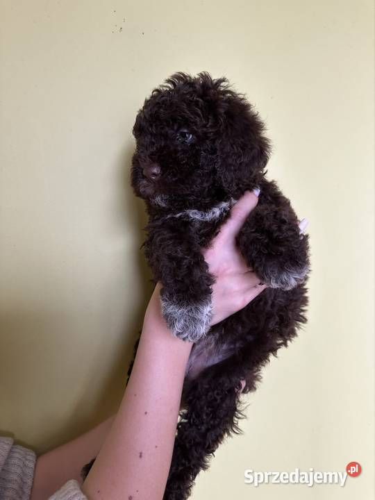 Lagotto Romagnolo ZKwP FCI Żyrardów