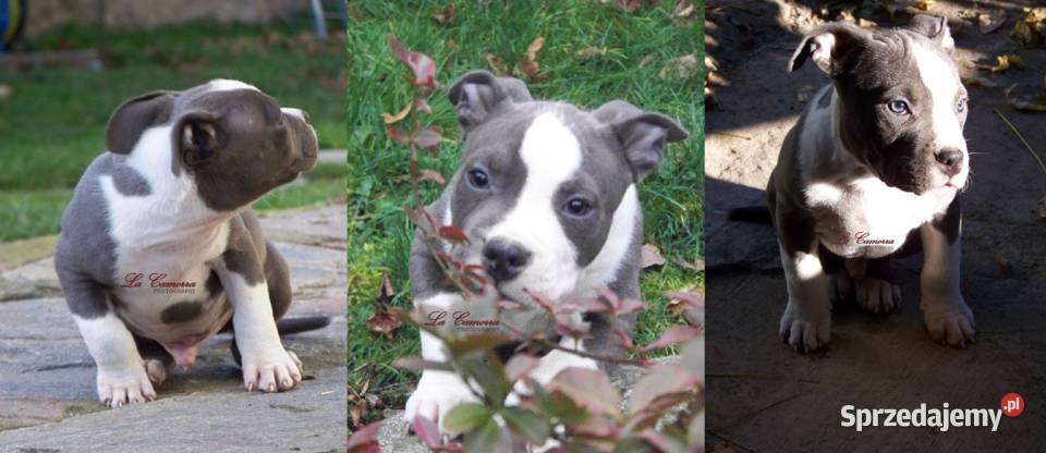 American Staffordshire Terrier Blue Amstaff Amstaff Paczków