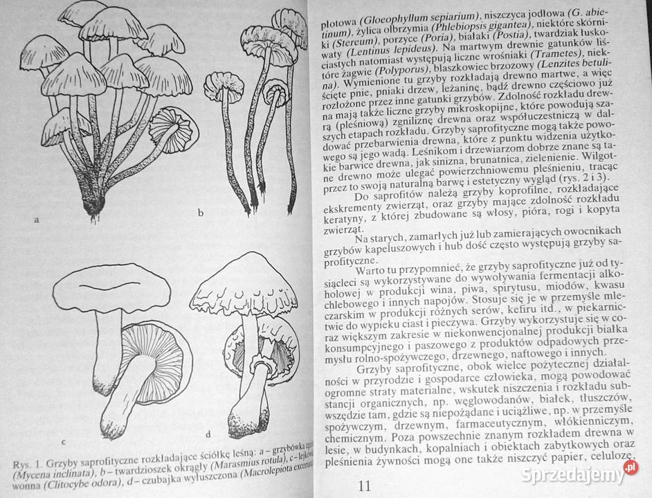 Grzyby leśne Andrzej Grzywacz JCarlos Nieto Pozostałe Chełm