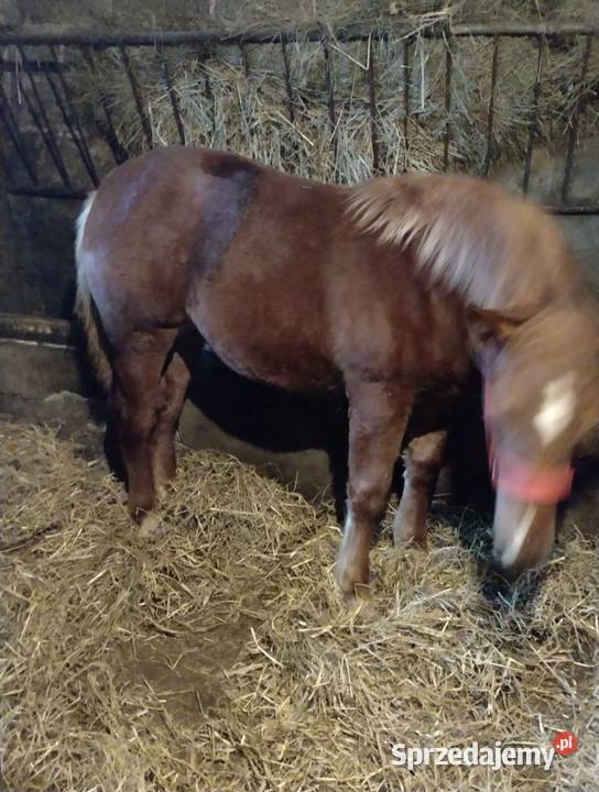 klacz zimnokrwista kujawsko-pomorskie Glewo