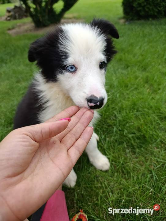 Border Collie SuczkaBadania genetyczne rodziców Szczaworyż