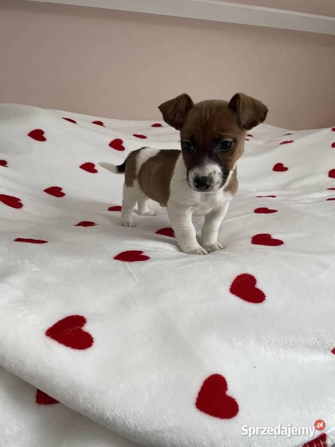 Jack Russell Terrier szczeniaczki