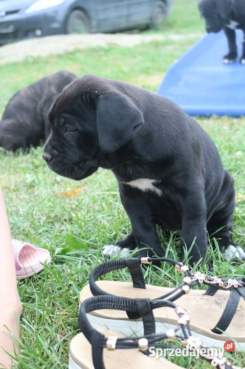 Cane corso szczeniaki ZKwPFCI Nowotaniec sprzedam