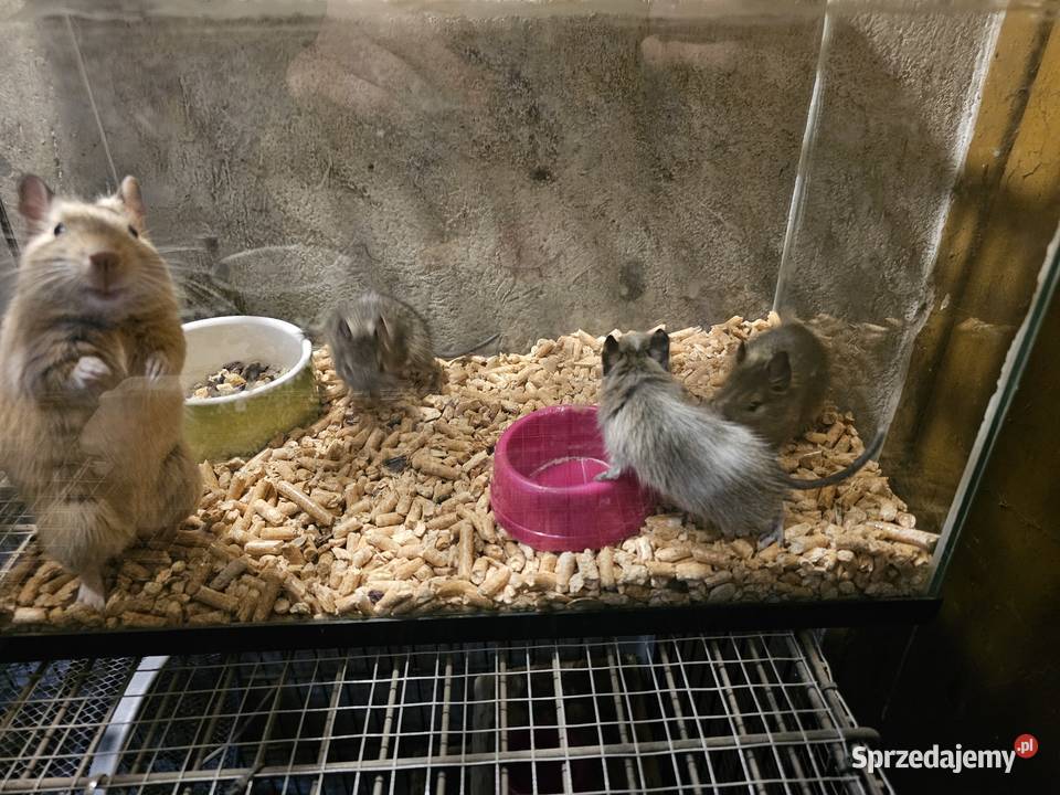 Koszatniczki młode łódzkie Kania Góra