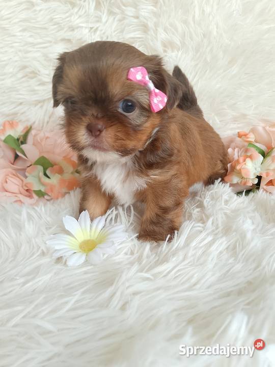 Suczka szuka domku ShihTzu opolskie Kluczbork
