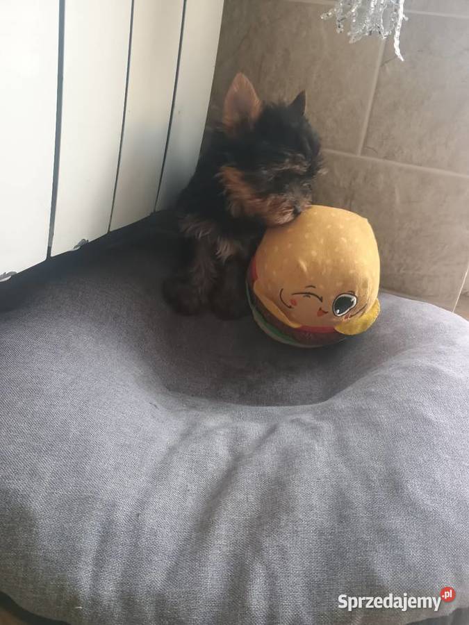 York Yorkshire terrier suczkamini Radziejów