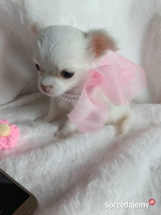 Chihuahua dziewczynka długowłosa suczka kujawsko-pomorskie Inowrocław