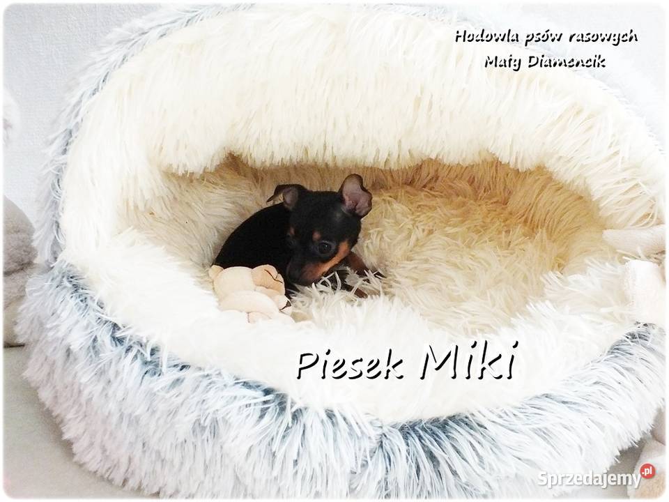 Pinczer miniaturowy Ratlerek tzwsarenka MINI Żary