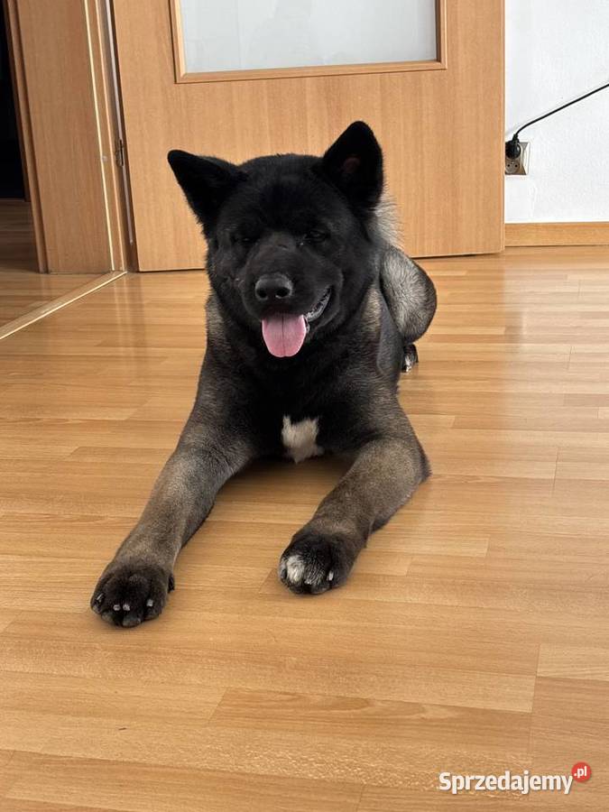 Sprzedam psa rasy Akita amerykańska z rodowodem Gdynia