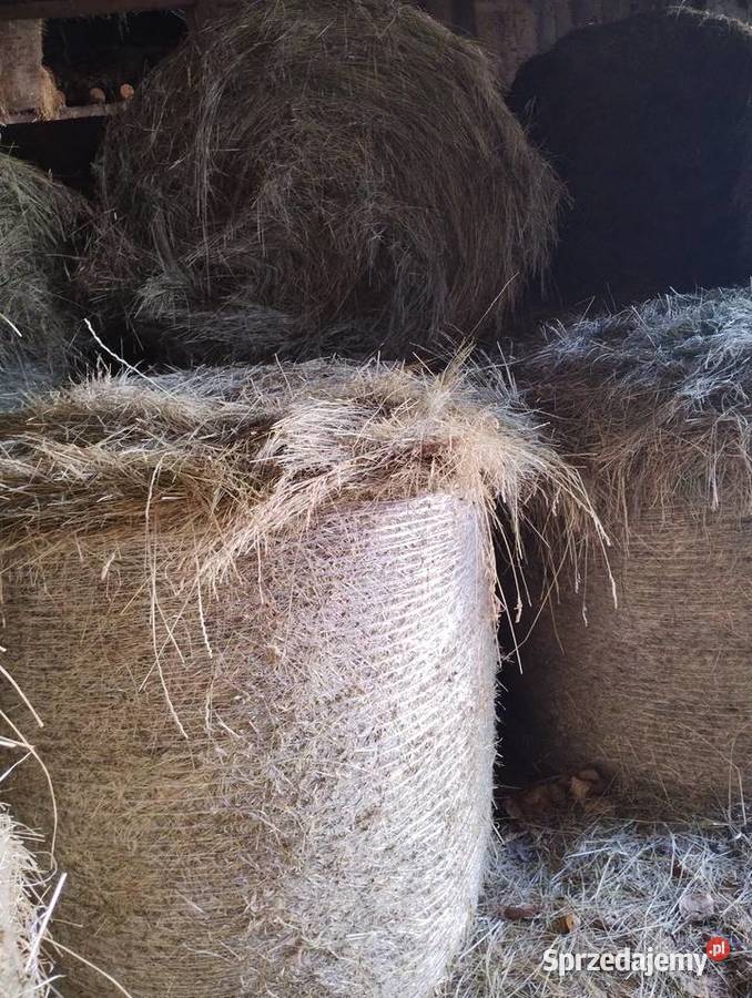 Sprzedam bele siana Sokółka