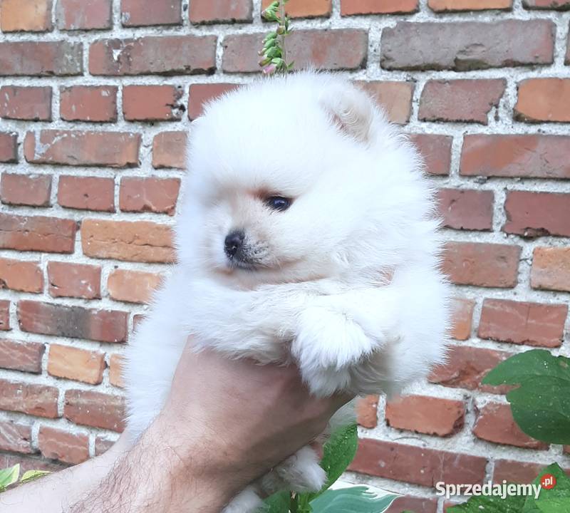 Szpic miniaturowy pomeranian rewelacyjny piesek Pabianice
