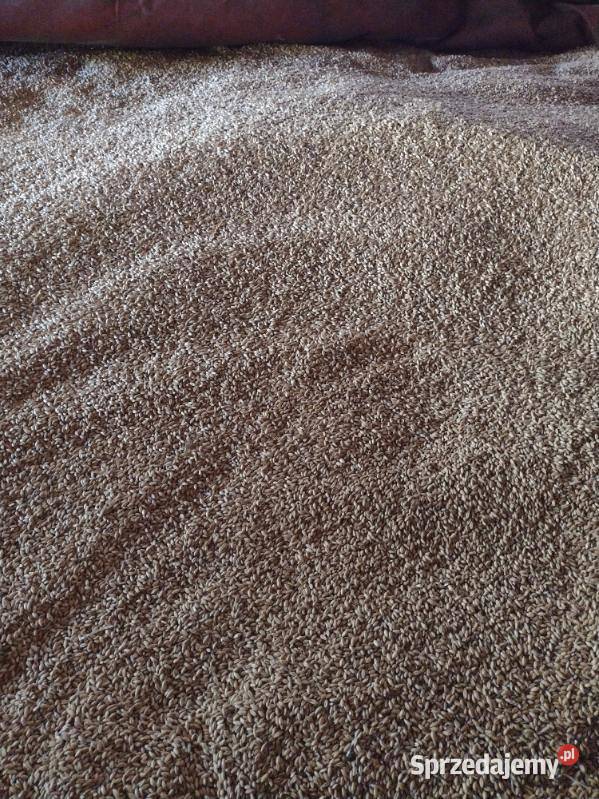 Pszenżyto ozime Radom