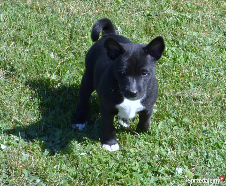 Basenji szczenięta do odbioru pod koniec czerwca łódzkie Pabianice