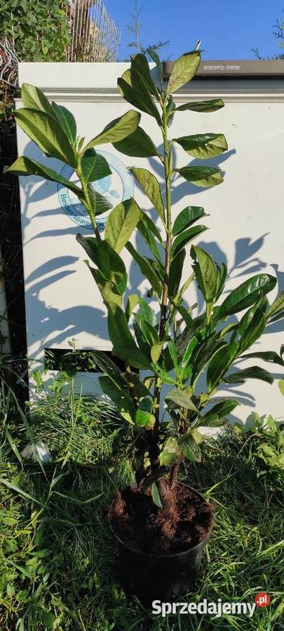 Laurowiśnia 80 Różne odmiany mazowieckie Warszawa