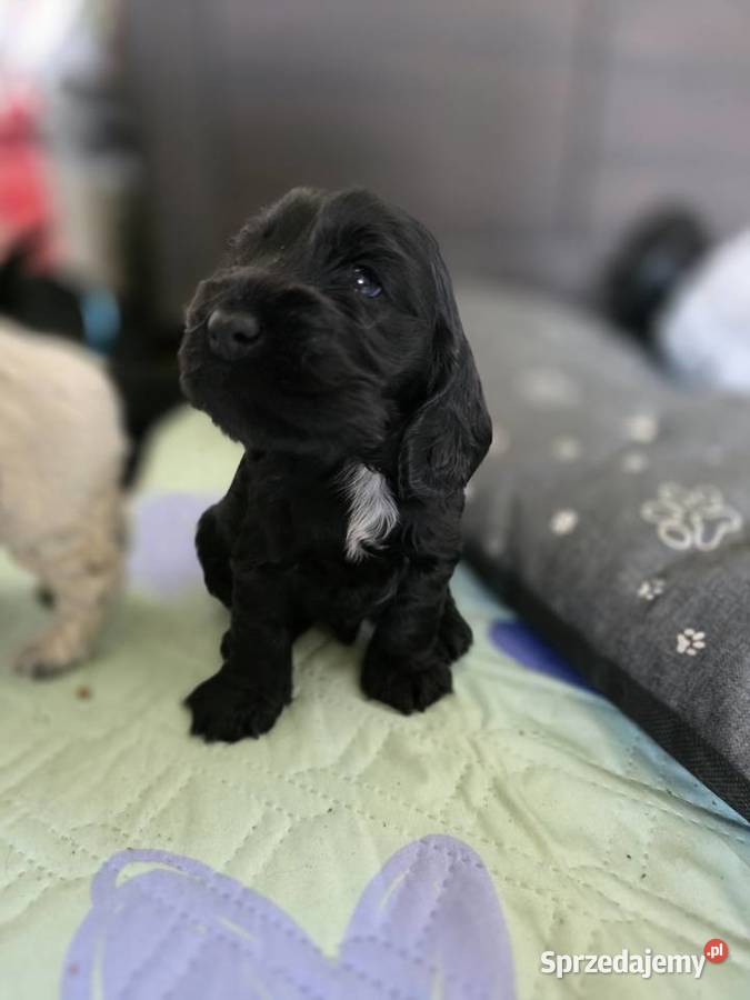 Cocker spaniel angielski pieski i sunie Cocker Spaniel wielkopolskie Żelazków