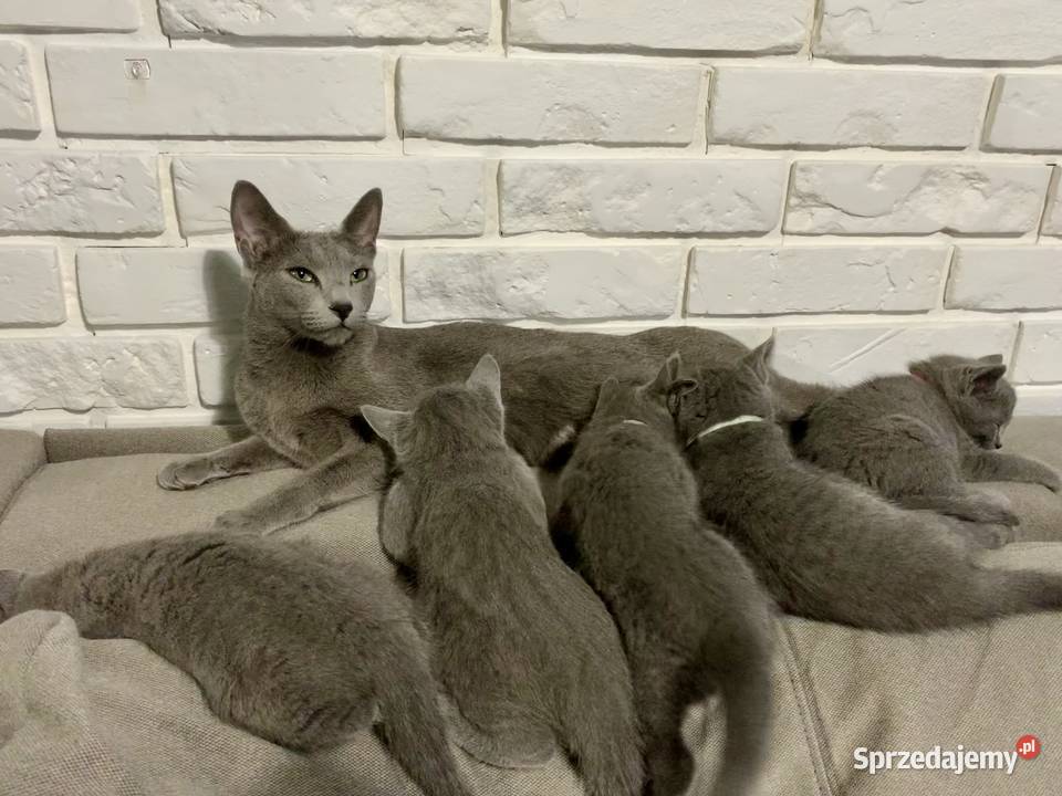 Kociaki Rosyjskie Niebieskie Poznań