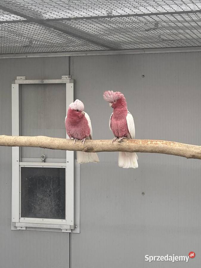 Kakadu Różowa Lutino para 2022