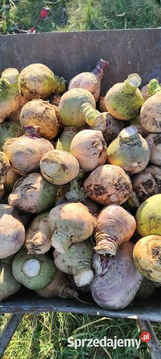 Brukiew jadalna ekologiczna pomorskie Garcz