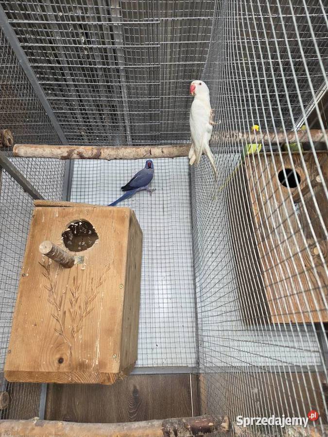 Papugi aleksandretty obrożne rozelle królewskie Biczyce Górne