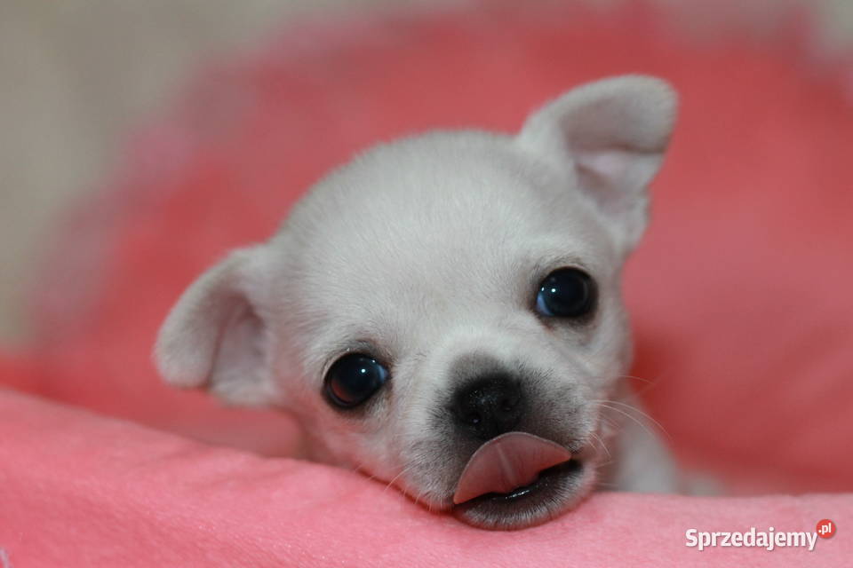 Chihuahua chłopcy ZKwP FCI Chihuahua Świnoujście sprzedam