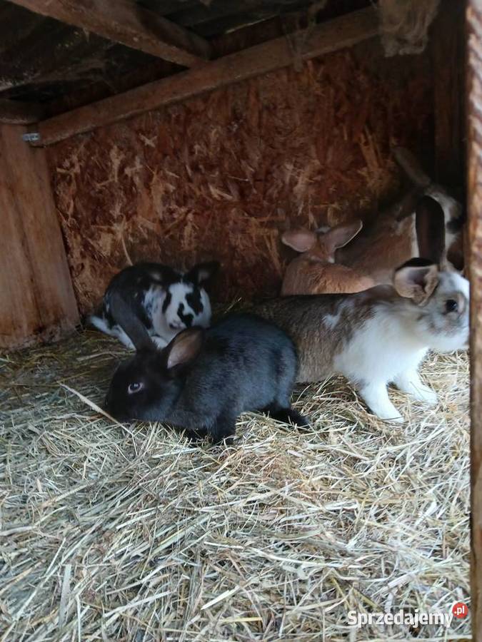 Młode króliki mieszańce szukają domu Paprotnia