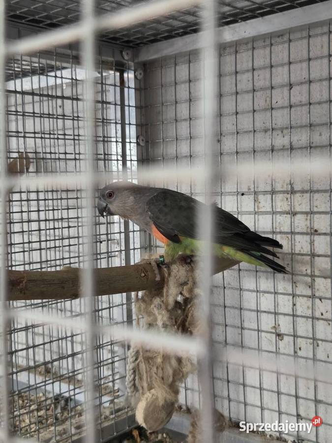 Sprzedam papugi Kongijskie Czerwonobrzuche Łańcut sprzedam
