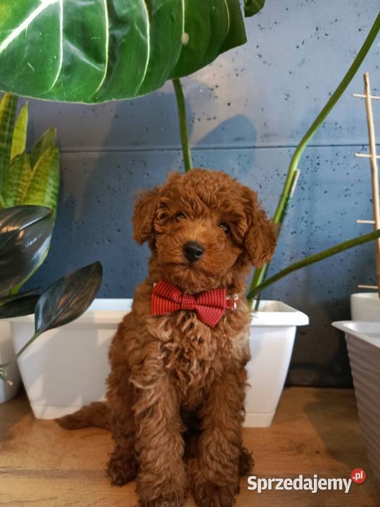 Pudel miniaturowy piesek sprzedam