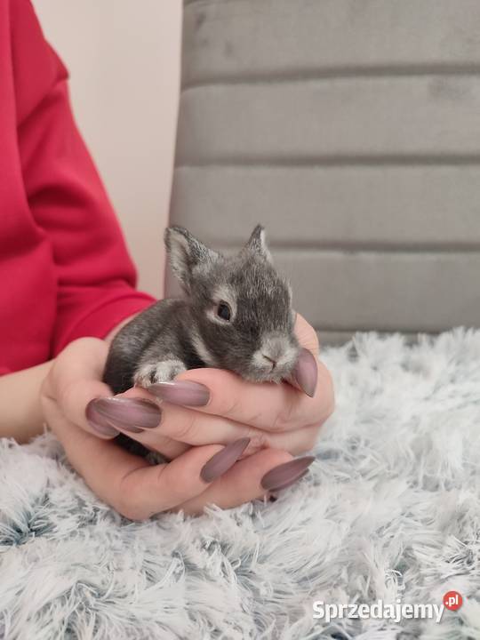 Króliczki miniaturki Dąbrowa Górnicza