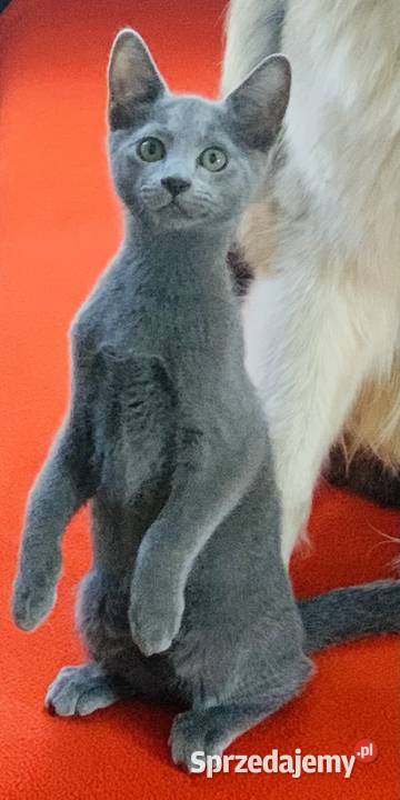 Kocięta Rrosyjskie Niebieskie WCF Łódź