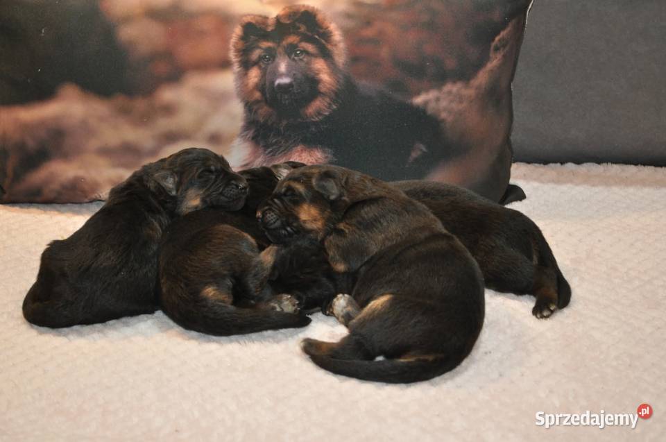Owczarek Niemiecki Długowłosy szczenięta FCI