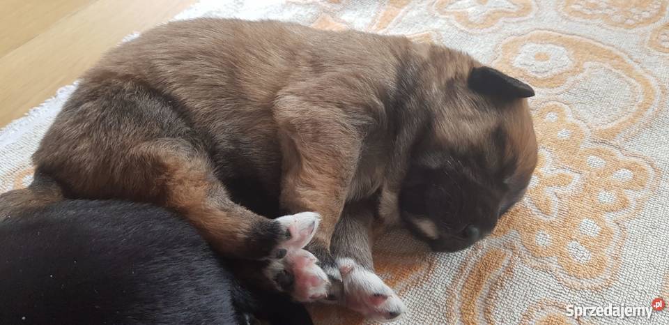 Szczenięta owczarka niemieckiego Łomża